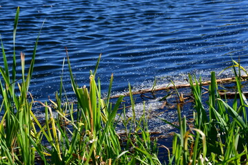 reeds in the water