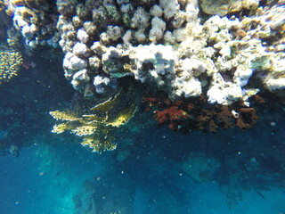 Tubastraea micrantha is a species of non-reef-building stony coral in the family Dendrophylliidae, often called the black sun coral. Unlike many corals, it is azooxanthellate, meaning it does not rely