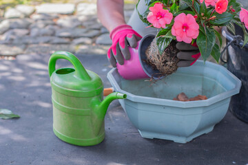 Female gardener lovingly removing pink Impatiens Walleriana plants from plastic container for replanting, watering can, various garden tools are lying nearby, everything is ready for planting flowers