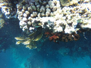 Tubastraea micrantha is a species of non-reef-building stony coral in the family Dendrophylliidae, often called the black sun coral. Unlike many corals, it is azooxanthellate, meaning it does not rely