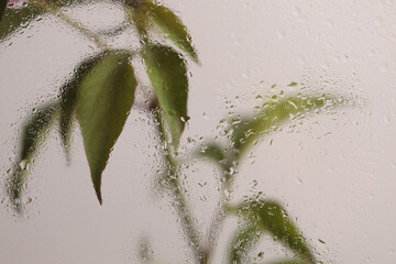 Smoke selected Soft focus green leaf twig through glass with wet water drops. Abstract natural blur...