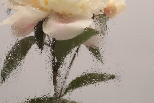 Smoke selected Soft focus beige pink Peony Flower through glass with wet water drops. Abstract natural blur background.