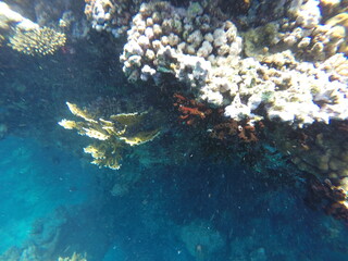 tubastrea micrantha, pocillopora and millepora dichotoma scperactinian and hydrozoan