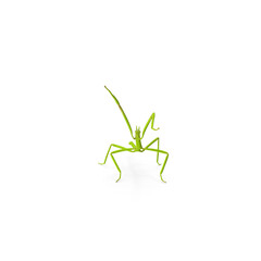 Green stick insect in attack pose isolated on transparent background