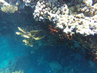 tubastrea micrantha, pocillopora and millepora dichotoma scperactinian and hydrozoan