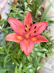 close-up of a pink lily with intricate petal details and soft lighting, perfect for botanical-themed designs.