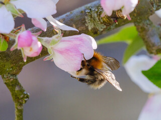 Ackerhummel bei der Bestäubung einer Obstblüte im Frühling