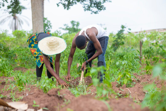 two local african farmers working on the farm