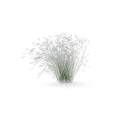 Stipa grass plant isolated on transparent background