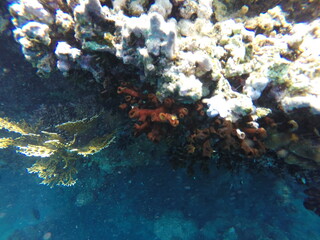 tubastrea micrantha, pocillopora and millepora dichotoma scperactinian and hydrozoan