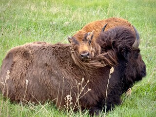 a pair of Buffalo laying