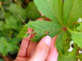 Eaten leaves by insects