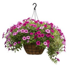 Hanging basket filled with pink and purple petunias against a white background