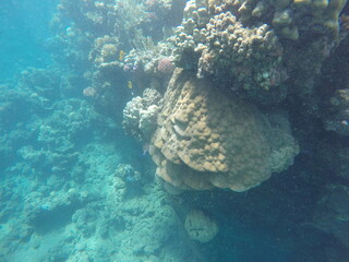 Porites lutea is a species of stony coral in the family Poritidae, commonly found in shallow tropical waters of the Indo-Pacific region. It forms massive, dome-shaped colonies with a yellow-brown to g