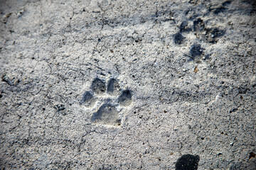 Paw Prints 