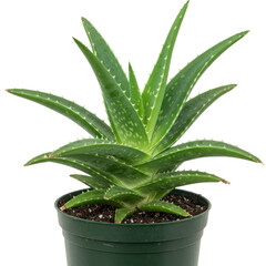 Fototapeta premium Close up of an aloe vera plant in a green pot against a white background view