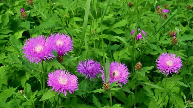 Bees are circling around pink flowers in the garden