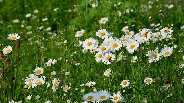 white daisies in a meadow