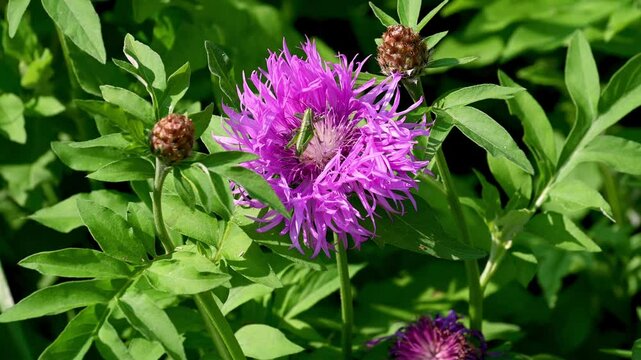 A green grasshopper sits on a purple flower in the garden