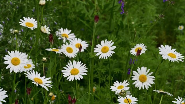 daisies in the grass