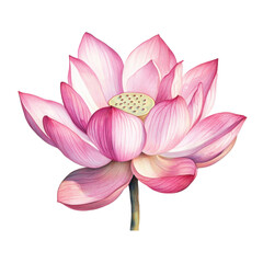 Fototapeta premium Serene pink lotus, A tranquil pink lotus flower floating on still water, with lush green leaves framing its delicate petals, isolated on transparent background
