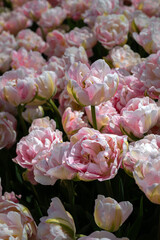 Tulip Flowers 'Finola' Variety in Spring