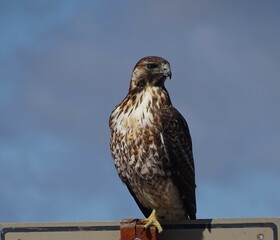 Black-chested Buzzard-eagl juvenile. 