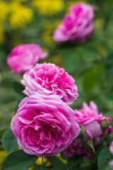 Obraz premium Pink english shrub rose in full bloom