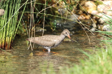 Red Shank on the hunt for food