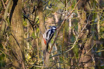 Side view close up of a Great Spotted Woodpecker (Dendrocopos major) ready to peck a small tree trunk, North Rhine-Westphalia, Germany