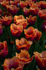 Tulip Flowers 'Wowi' Variety in Spring