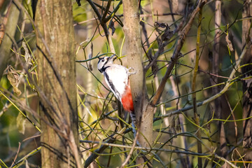 Side view of a Great Spotted Woodpecker (Dendrocopos major) leaning back and ready to peck a tree trunk, North Rhine-Westphalia, Germany