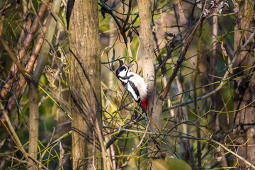 Left side view Great Spotted Woodpecker (Dendrocopos major) pecking a tree in bright sunlight showing off its colorful feathers, North Rhine-Westphalia, Germany
