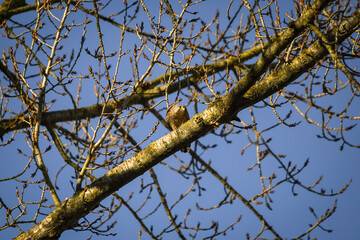 European common kestrel (Falco tinnunculus) on top of a tree looking mad to the right side with blue sky background, North Rhine-Westphalia, Germany