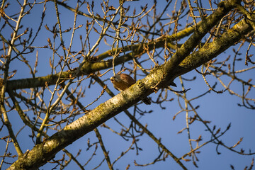 European common kestrel (Falco tinnunculus) on top of a tree shouting mad with its beak open, North Rhine-Westphalia, Germany