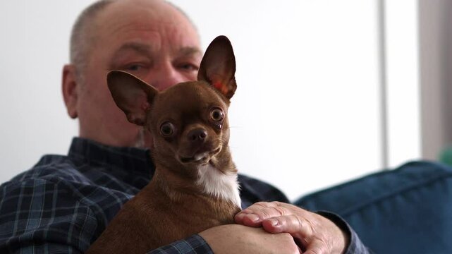 A grown man in a checkered shirt of a solid build holds a small decorative brown dog Chihuahua on his arms. Friendship between a person and a pet. Companions. Psychological health