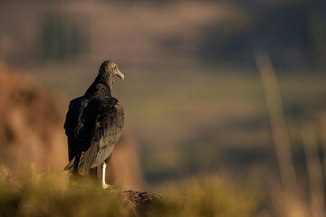 Black Vulture Perched in Patagonian Landscape