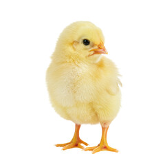 Obraz premium Isolated close up of a small yellow chick standing on a white background