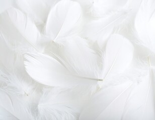Obraz premium Close-up of many white feathers