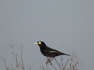Spectacled Tyrant on a tree branch