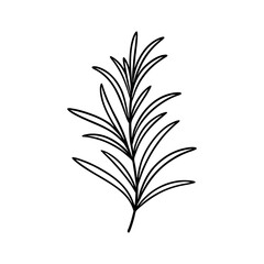 Fresh Rosemary Herb Line Drawing