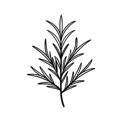 Rosemary Sprig Minimal Outline Art