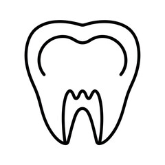 Dental Anatomy Outline Vector