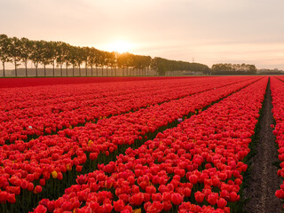 Rotes Tulpenfeld bei Sonnenuntergang in Holland