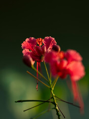 Fleur "petit flamboyant" - Caesalpinia pulcherrima