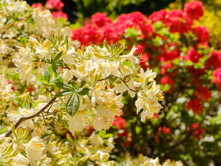 Weiße und rote Azaleenblüten im sonnigen Park