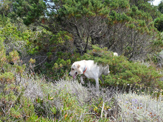 Obraz premium Corse - Randonnée - Plage de Cupabia & Tour de Capannella