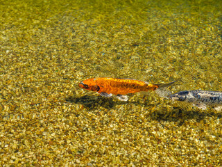 Koi-Fische im klaren Wasser