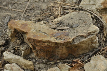 a stone in the forest