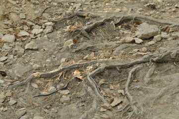 roots on the forest path
